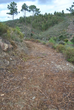 Limpeza de caminho em Amoreira