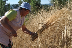 Ceifa tradicional de centeio em Vale da Mua