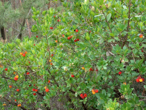 Corgas e Malhadal recebe mais plantas