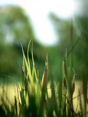 Funcionários da Freguesia Aplicam Herbicida na Vila